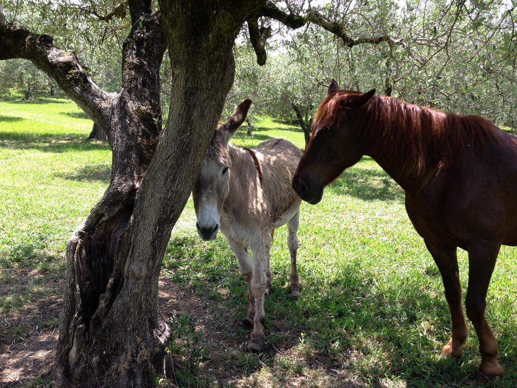 Caputaquis Bed & Breakfast Capaccio ภายนอก รูปภาพ
